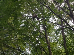 Streptopelia orientalis