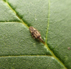 Leptoypha