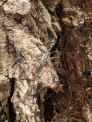 Toxorhynchites rutilus septentrionalis