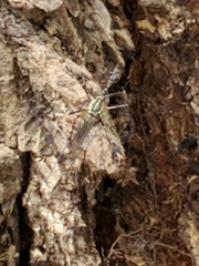 Toxorhynchites rutilus septentrionalis