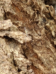 Toxorhynchites rutilus septentrionalis