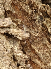 Toxorhynchites rutilus septentrionalis