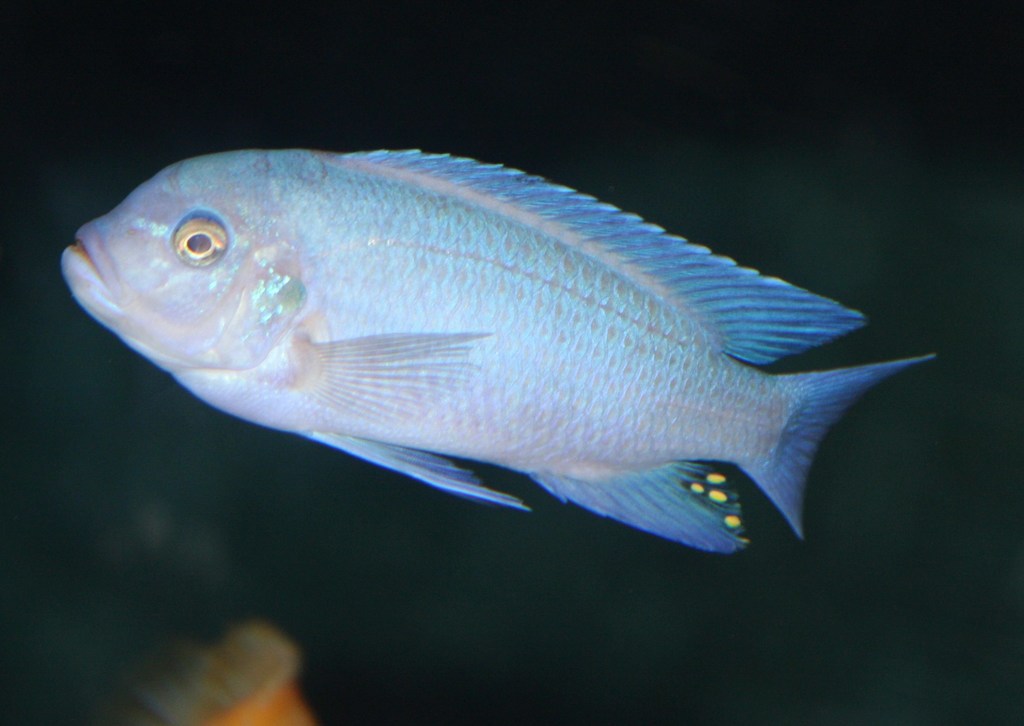 Blue Cobalt Cichlid