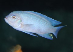 Blue Cobalt Cichlid photo 1