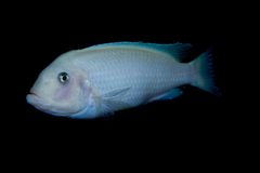 Blue Cobalt Cichlid photo 3