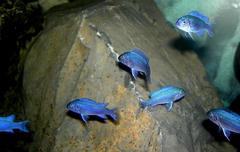 Blue Cobalt Cichlid photo 4