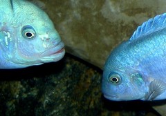 Blue Cobalt Cichlid photo 5