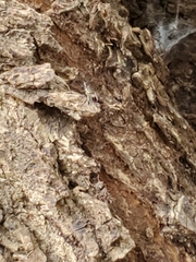 Toxorhynchites rutilus septentrionalis