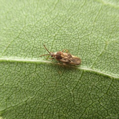 Leptoypha
