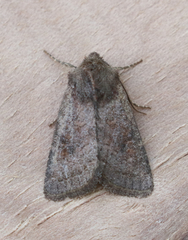 Protorthodes curtica