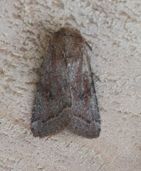 Protorthodes curtica