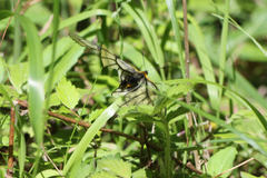 Parnassius glacialis