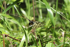 Parnassius glacialis