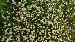 Paepalanthus pilosus