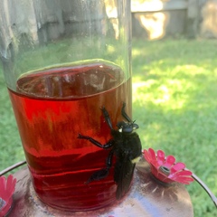 Mallophora leschenaulti