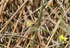 Pseudocolopteryx dinelliana