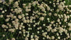 Paepalanthus pilosus