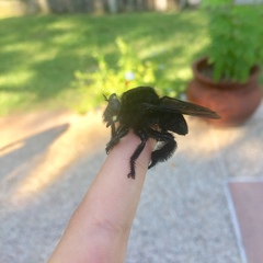 Mallophora leschenaulti