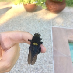 Mallophora leschenaulti