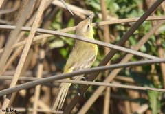 Pseudocolopteryx dinelliana