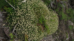 Paepalanthus pilosus
