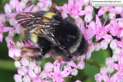 Bombus ganjsuensis