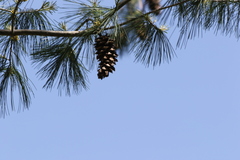 Pinus armandi