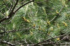 Pinus armandi