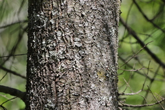 Pinus armandi
