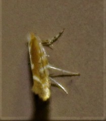 Cameraria quercivorella