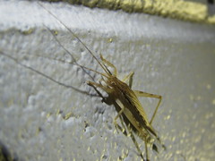 Aphonoides
