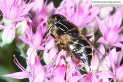 Eristalinus tarsalis