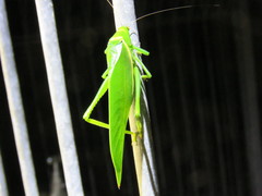 Paracaedicia serrata