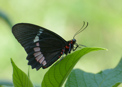 Parides iphidamas