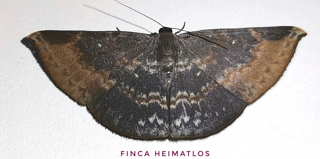 Dolichoneura oxypteraria