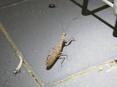 Sphodropoda quinquedens