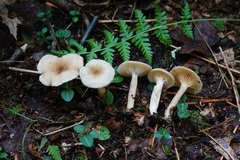 Lactarius griseus