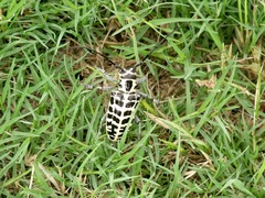 Plectrodera scalator