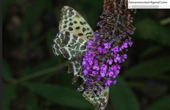 Argynnis zenobia