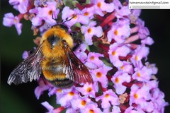 Bombus opulentus