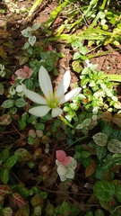 Zephyranthes candida