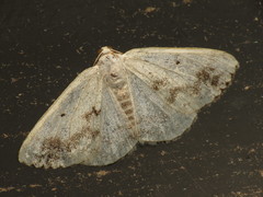 Lomographa temerata