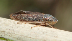 Graphocephala confluens