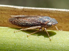 Graphocephala confluens