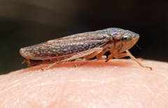 Graphocephala confluens