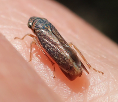 Graphocephala confluens