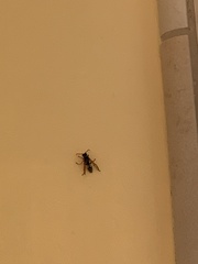 Polistes dominula