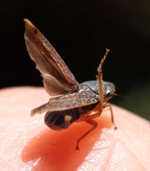 Graphocephala confluens