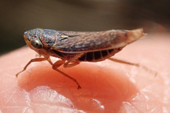 Graphocephala confluens