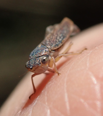 Graphocephala confluens